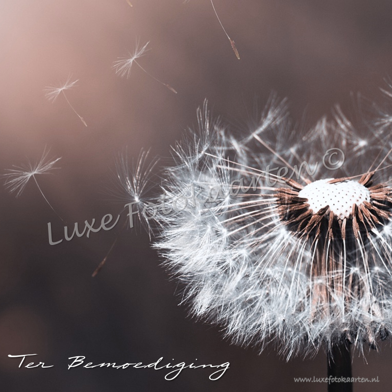 Bemoediging - Paardenbloem